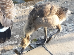 Branta canadensis