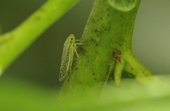 Graphocephala confluens