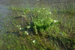 Petasites radiatus