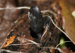 Xylaria castorea