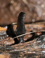 Xylaria castorea