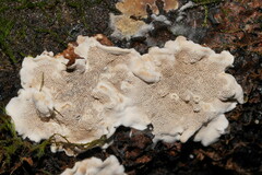 Datronia brunneoleuca