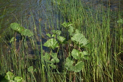 Petasites radiatus