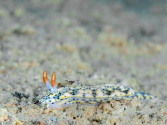 Hypselodoris infucata