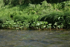 Petasites radiatus