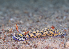Hypselodoris infucata