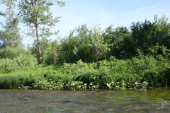 Petasites radiatus