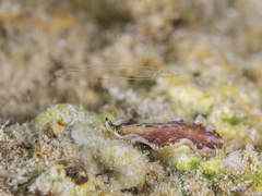 Pseudoceros goslineri