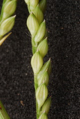 Urochloa reptans