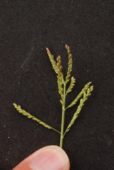 Urochloa reptans