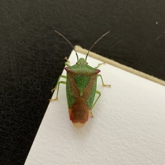 Acanthosoma haemorrhoidale