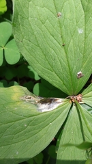Parallelomma