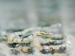 Corythoichthys nigripectus