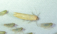 Holcocera immaculella