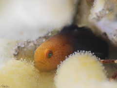 Redhead Goby photo 2
