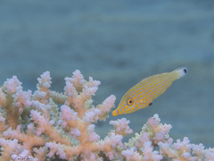 Oxymonacanthus halli