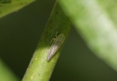 Graphocephala confluens