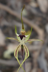 Caladenia dilatata