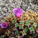 Small's Purple Mountain Saxifrage - Photo (c) Andrew Simon, some rights reserved (CC BY-NC), uploaded by Andrew Simon