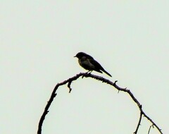 Muscicapa striata