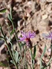 Centaurea langei