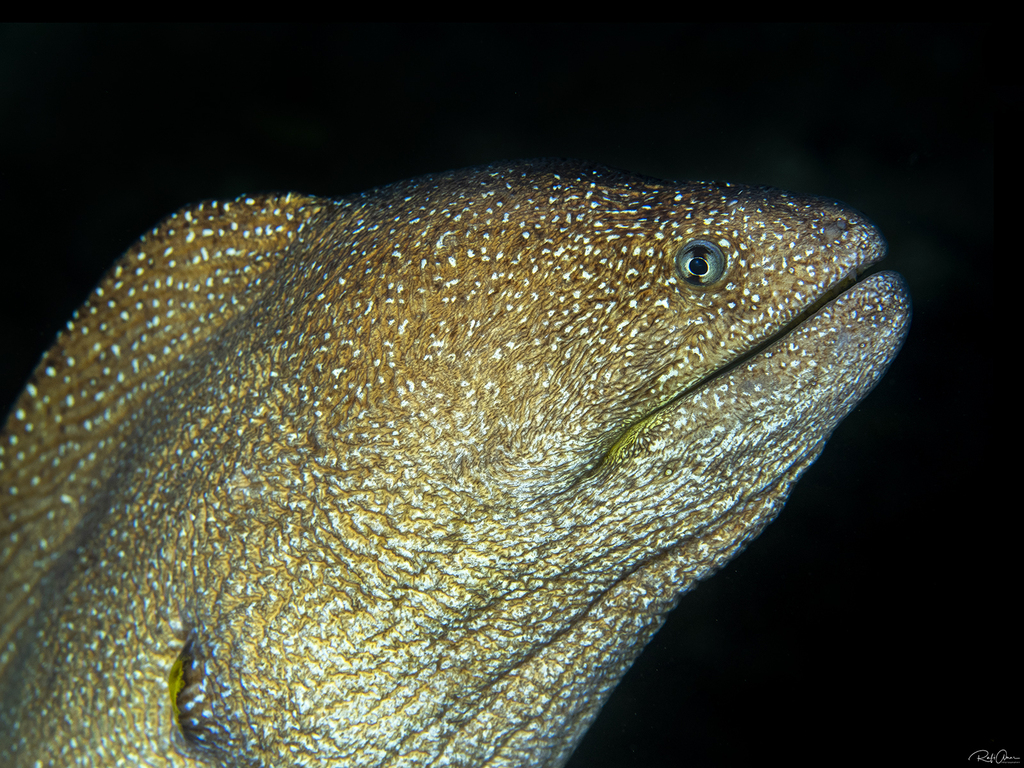 Starry Moray