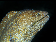 Gymnothorax nudivomer