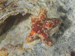Aquilonastra