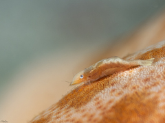Zenopontonia soror