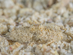 Aulacolambrus hoplonotus