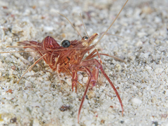 Rhynchocinetes durbanensis