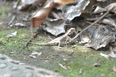 Calotes emma