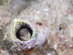 Yellowback Blenny photo 3