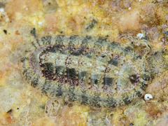 Ischnochiton smaragdinus