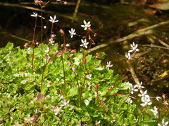 Micranthes stellaris