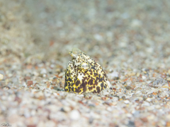 Callechelys marmorata