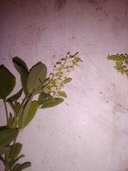 Melilotus albus