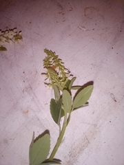 Melilotus albus