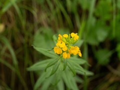 Erysimum perofskianum