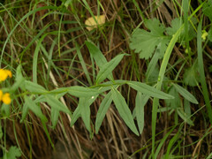 Erysimum perofskianum