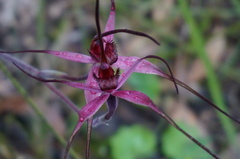 Caladenia formosa