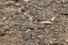 Phrynocephalus versicolor