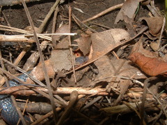 Carphophis vermis