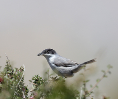 Curruca crassirostris