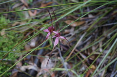 Caladenia formosa