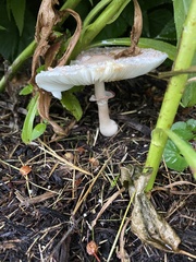 Leucoagaricus americanus