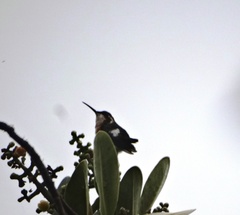 Calliphlox amethystina