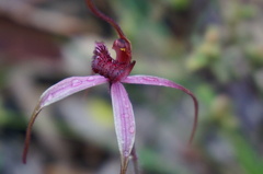 Caladenia formosa