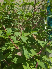 Phytolacca americana