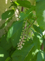 Phytolacca americana